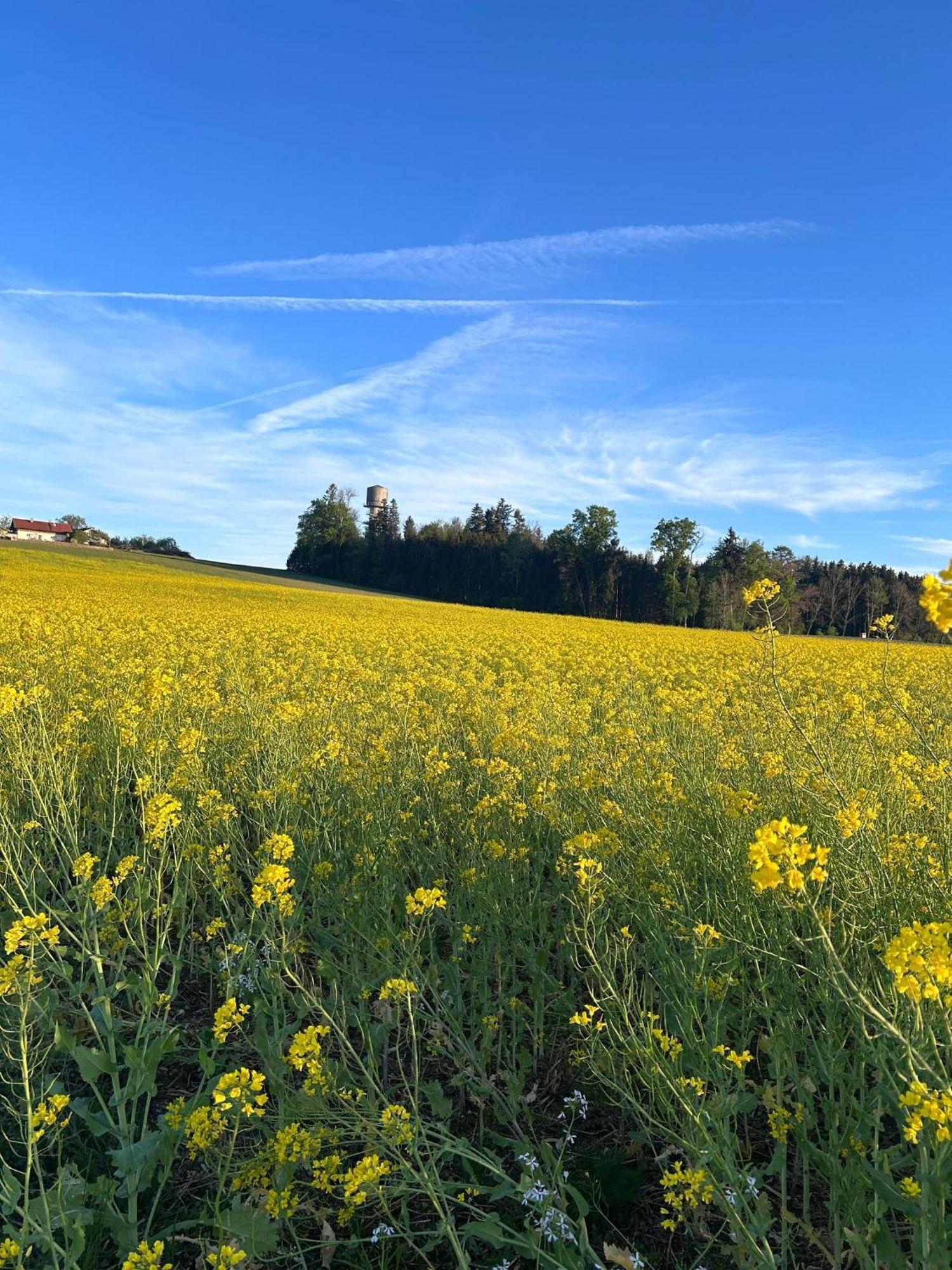 Bio Kindererlebnisbauernhof Voit Sochtenau Exterior foto