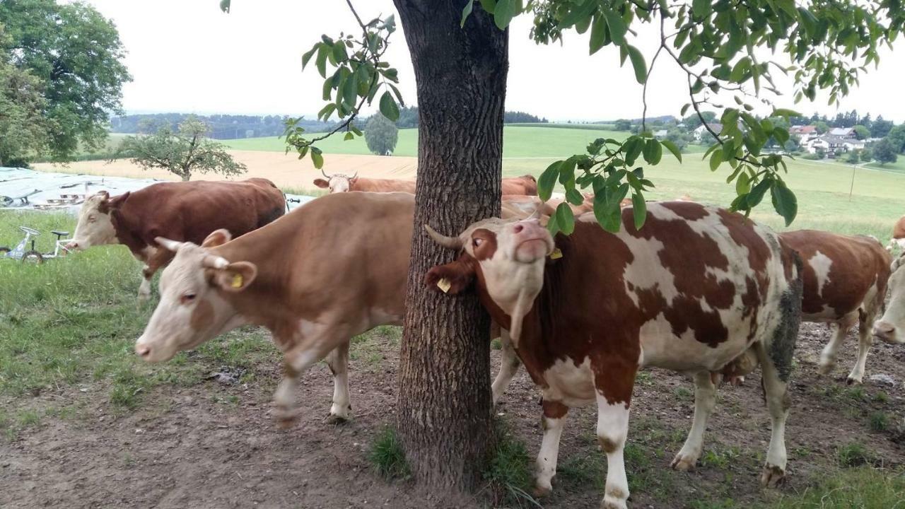 Bio Kindererlebnisbauernhof Voit Sochtenau Exterior foto